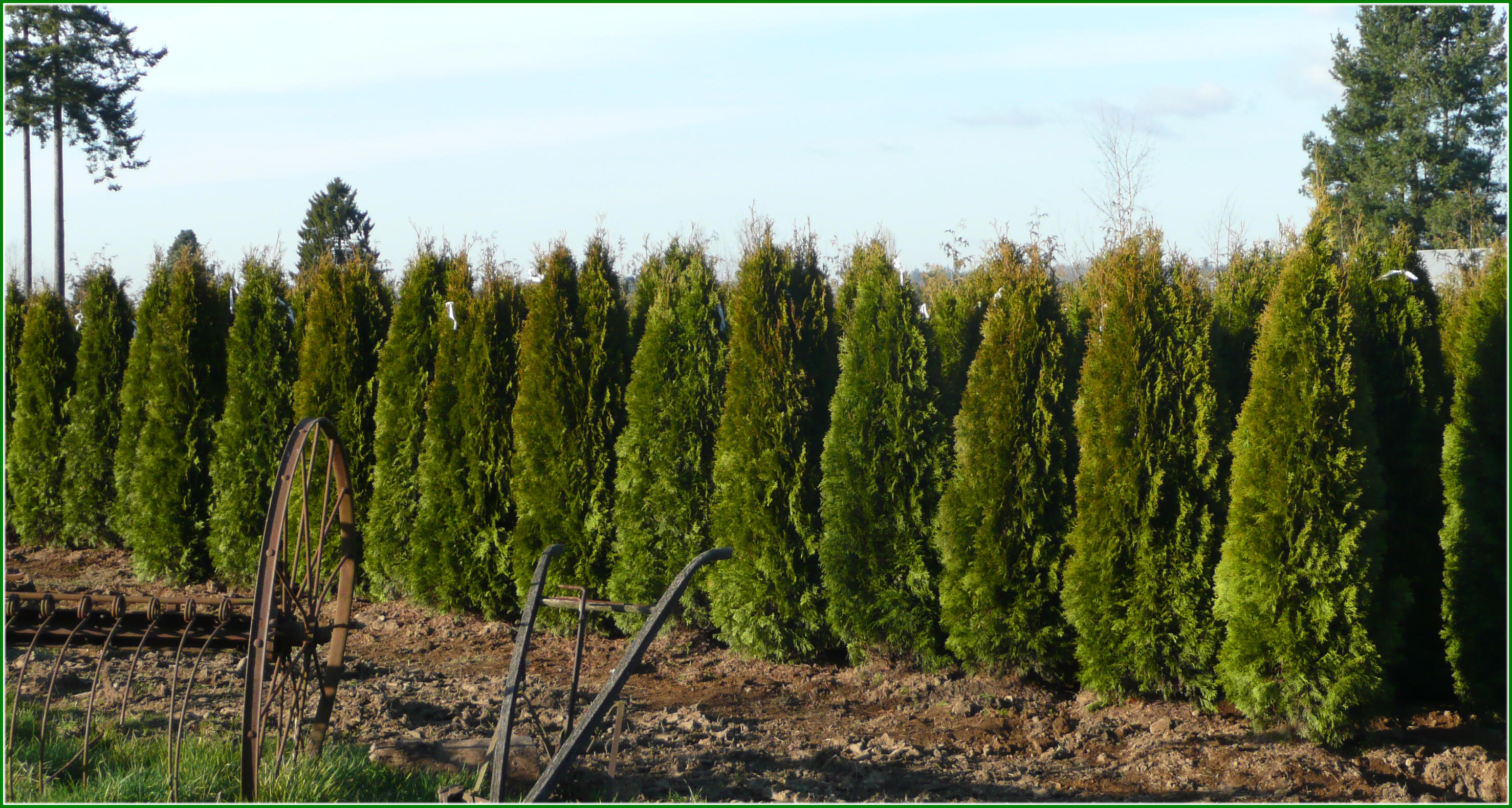 Emerald Green Arborvitae at