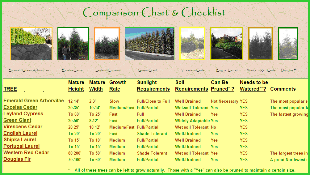 Emerald Green Arborvitae Growth Chart