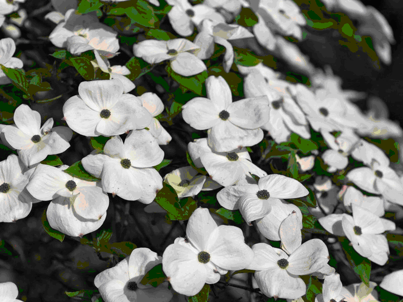 White+flowering+dogwood+tree+facts