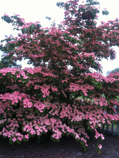 Pink+dogwood+tree+diseases