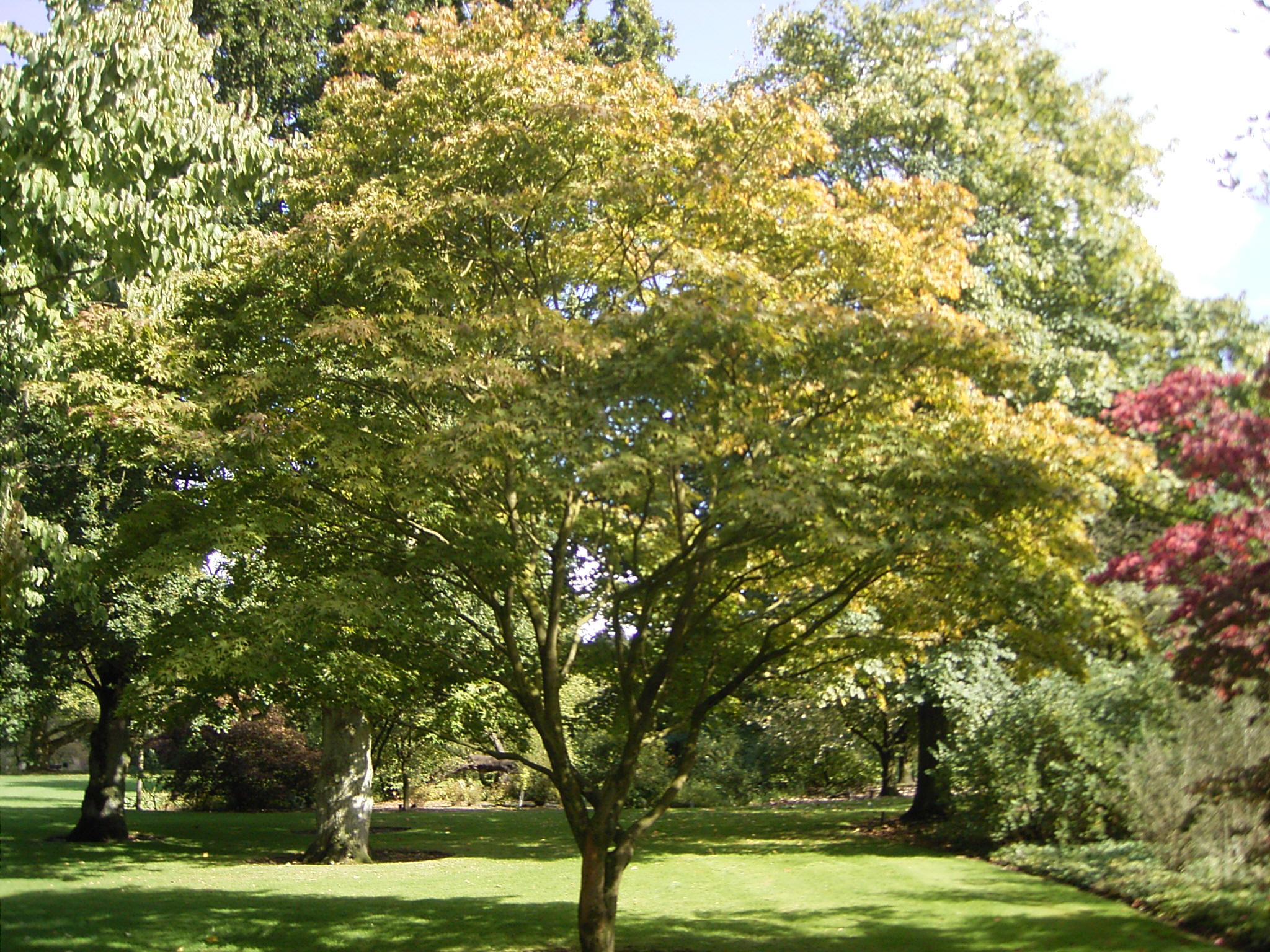 Small Ornamental Trees