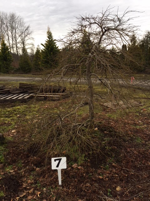 Laceleaf Japanese Maple Trees Available In Washington State