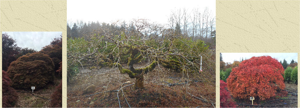 Laceleaf Japanese Maple Trees Available In Washington State