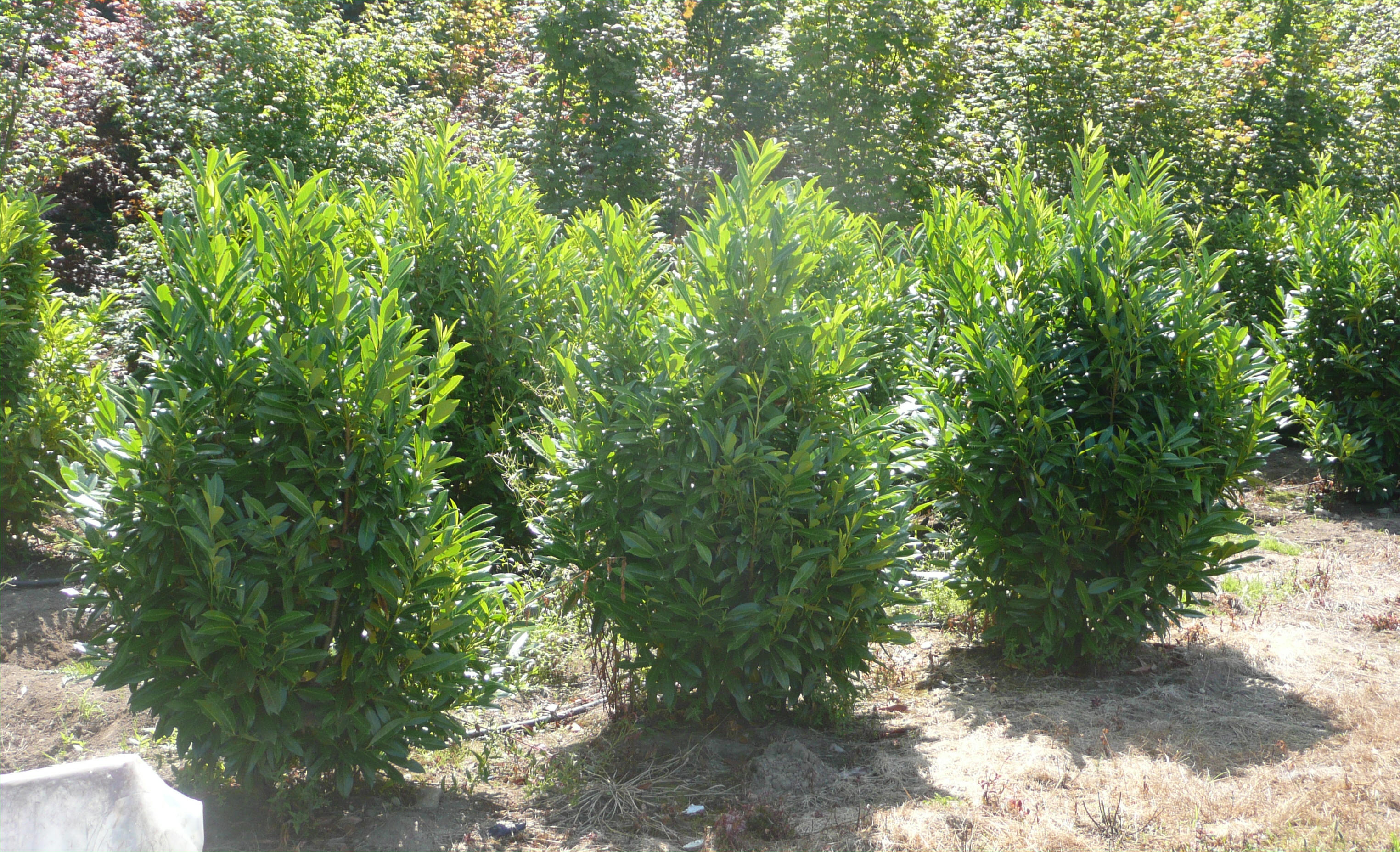 Laurel Available In Washington State