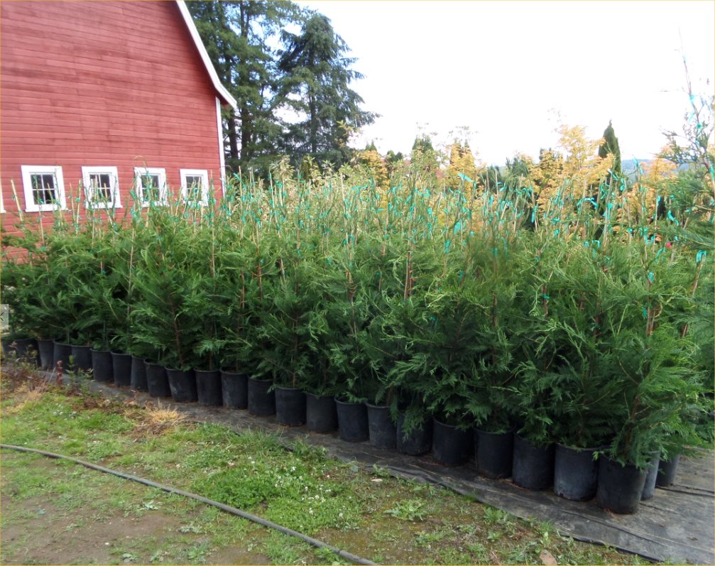 Leyland Cypress trees available in Washington State_We Deliver and Plant