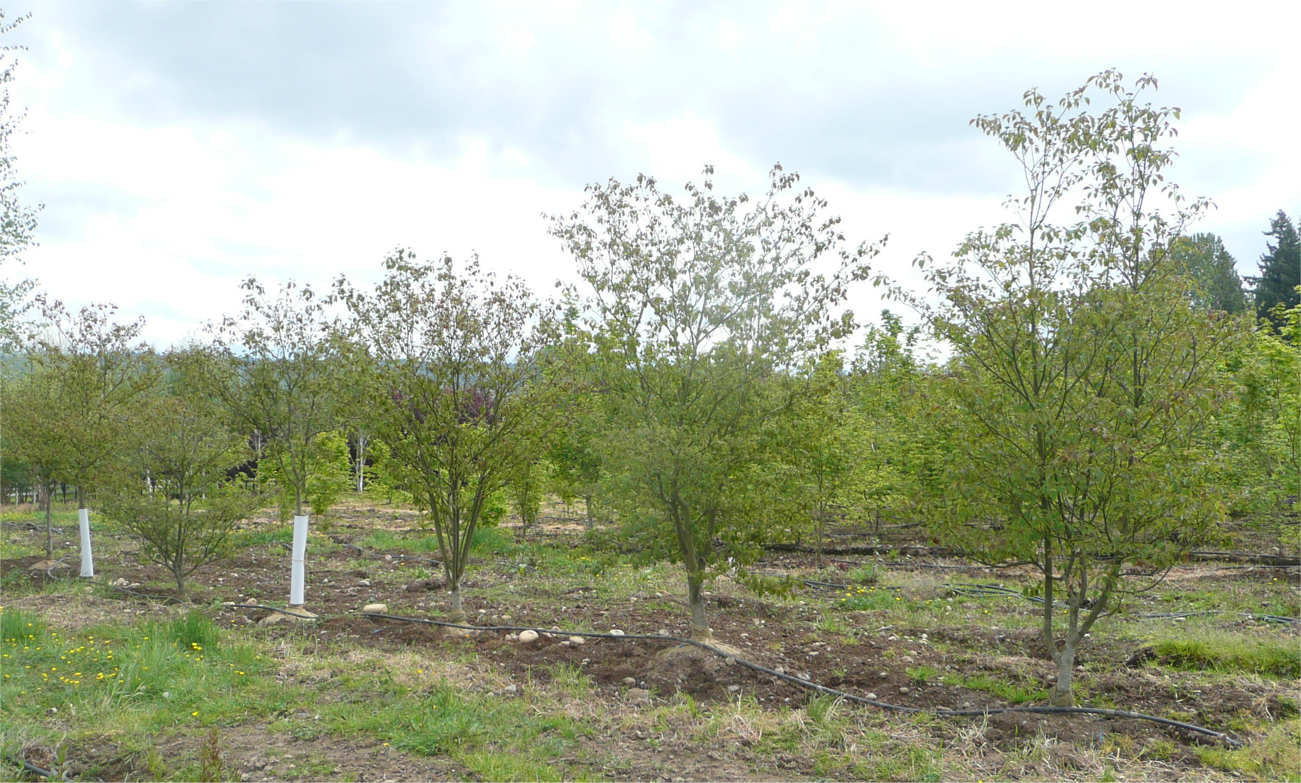 cherokee brave dogwood growth rate