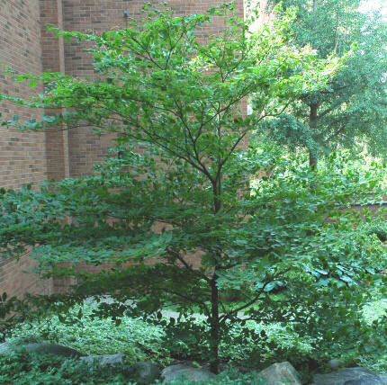 Pagoda+dogwood+berries