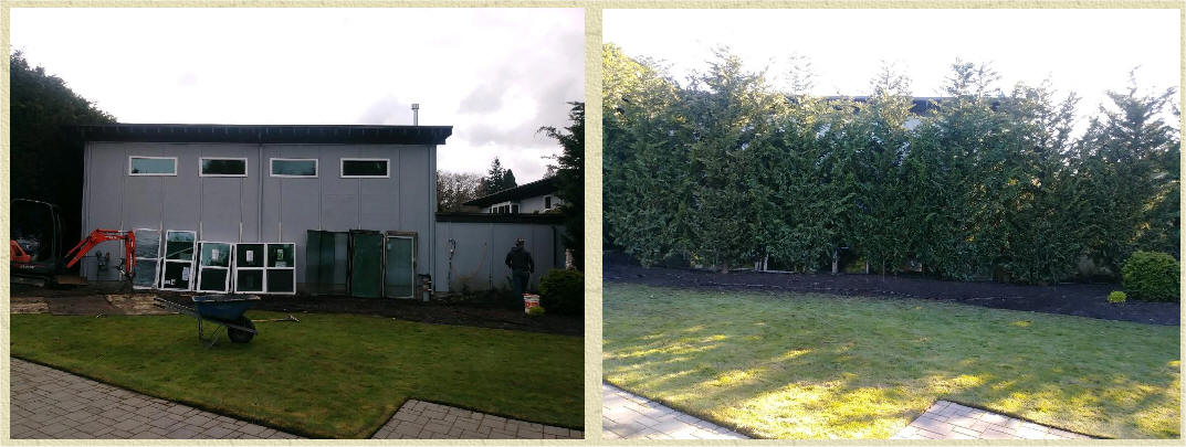 Leyland Cypress Before and After