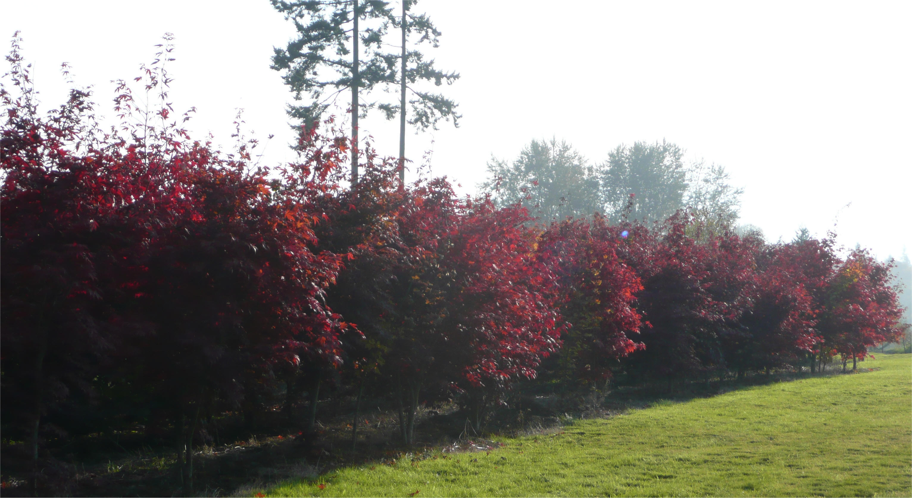 Redleaf Japanese Maples growing in the farm fields