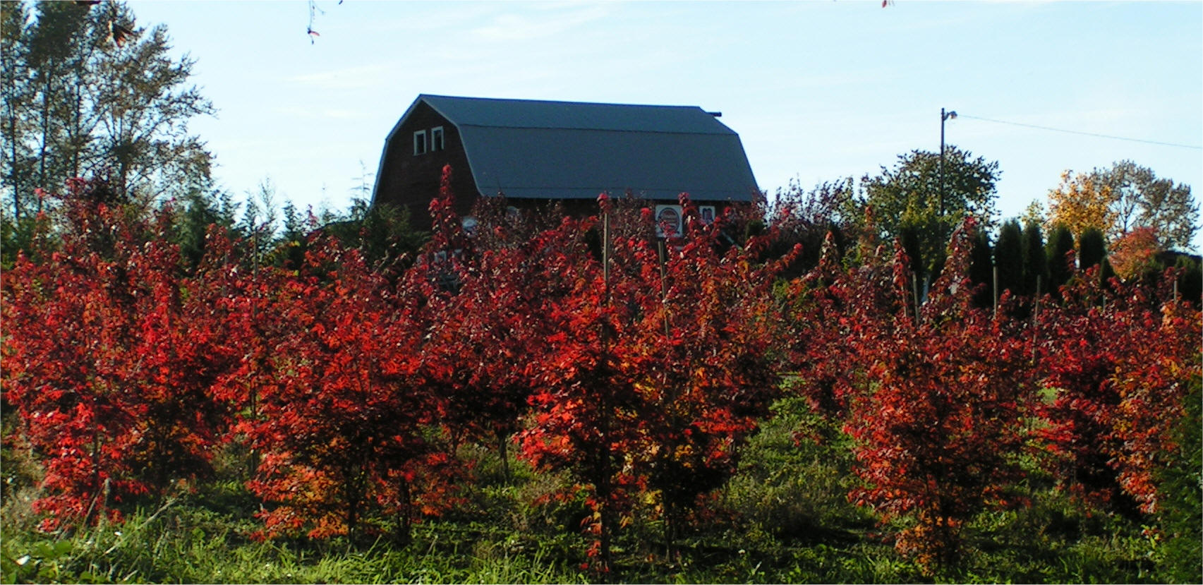Redleaf Japanese Maples with 1912 barn in background