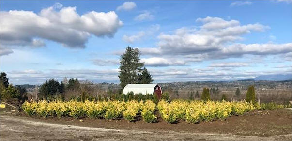 Gold Rider Cypress with 1912 barn in background