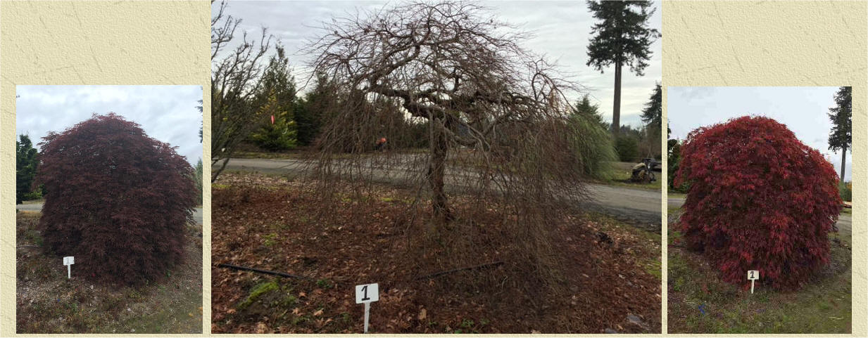 Laceleaf Japanese Maple in fall color