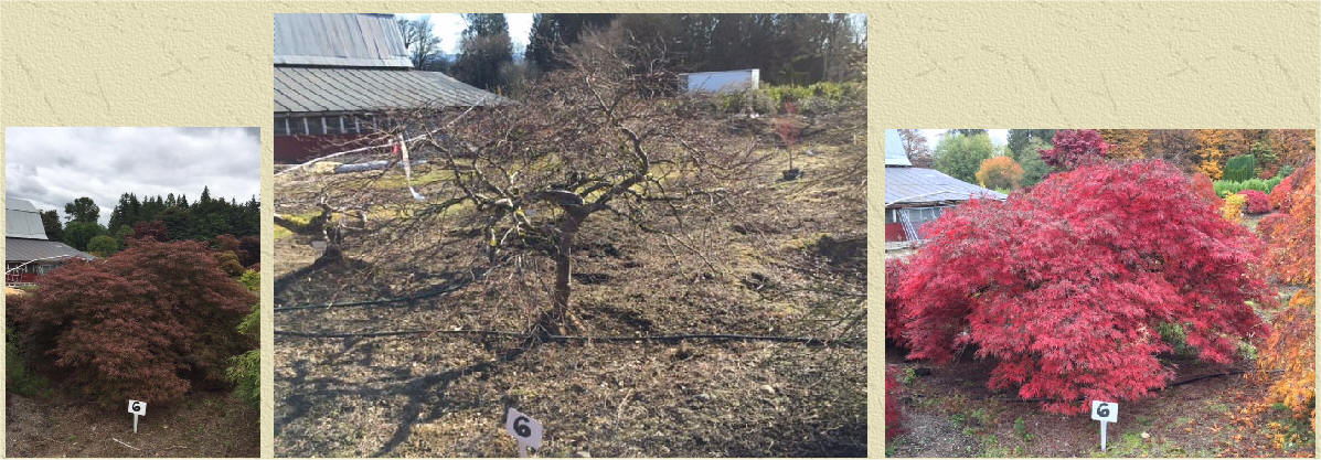 Laceleaf Japanese Maple at our tree farm