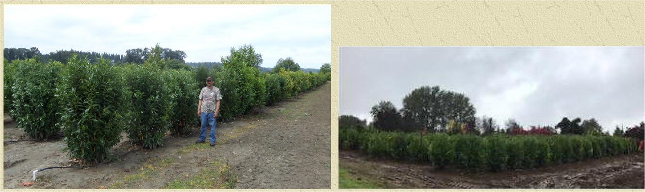 Schipka Laurel at our Snohomish tree farm