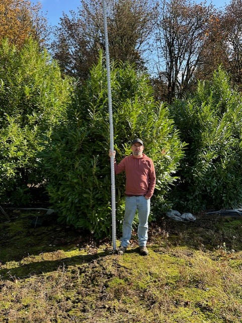 10-12' Schipka Laurel