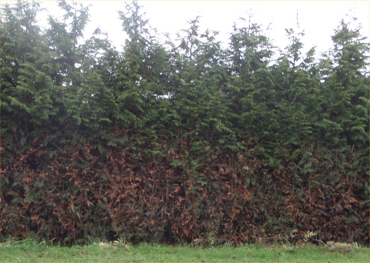 Leyland Cypress hedge