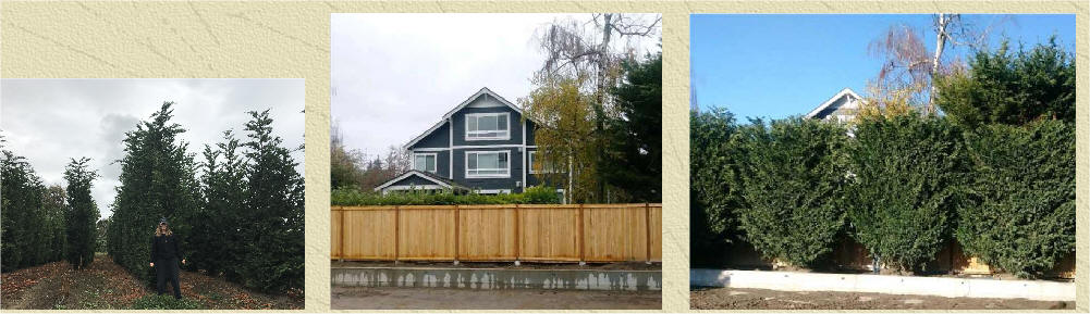 Leyland Cypress screen