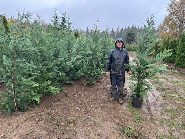 Leyland Cypress row