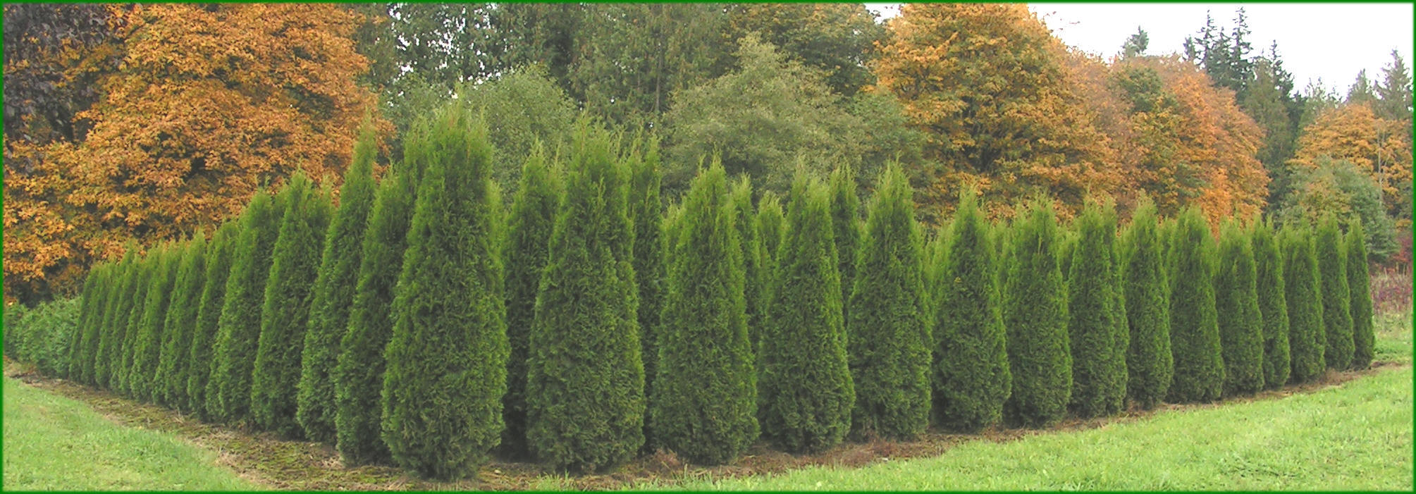 Emerald Green Arborvitae