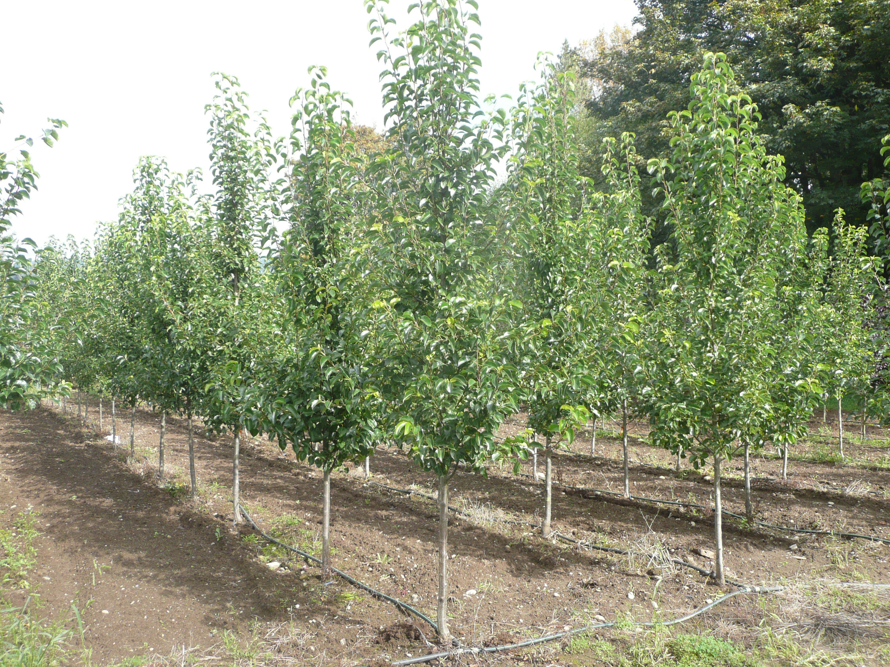 chanticleer pear tree