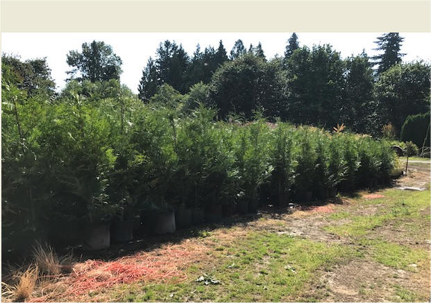 Excelsa Cedar Trees Available In Washington State