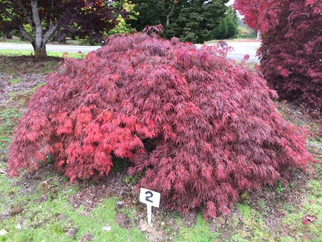 Laceleaf Japanese Maple Trees available in Washington State