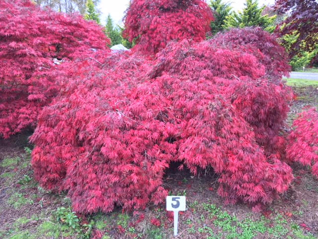 Laceleaf Japanese Maple Trees available in Washington State