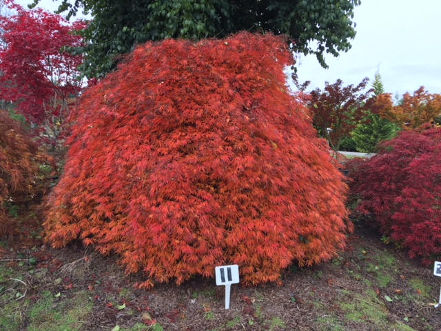 Laceleaf Japanese Maple Trees available in Washington State