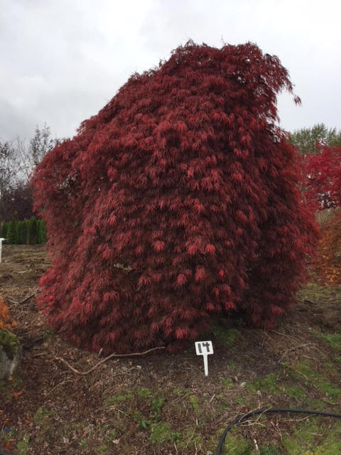 Laceleaf Japanese Maple Trees available in Washington State