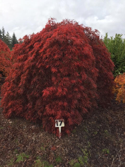 Laceleaf Japanese Maple Trees available in Washington State