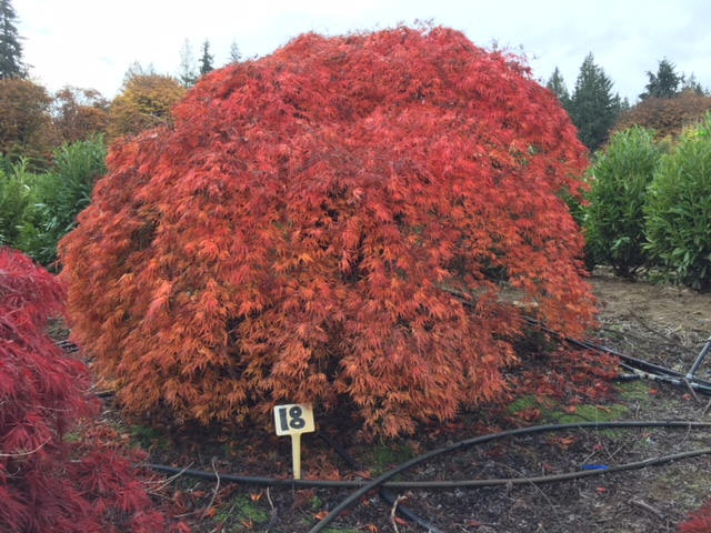 Laceleaf Japanese Maple Trees available in Washington State