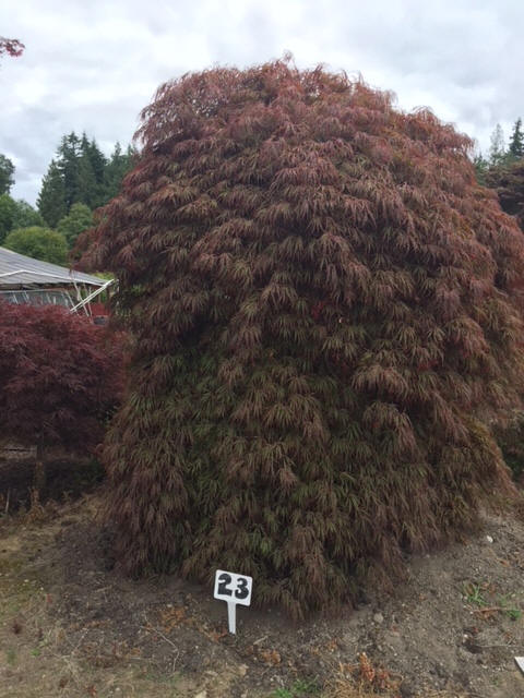 Laceleaf Japanese Maple Trees available in Washington State