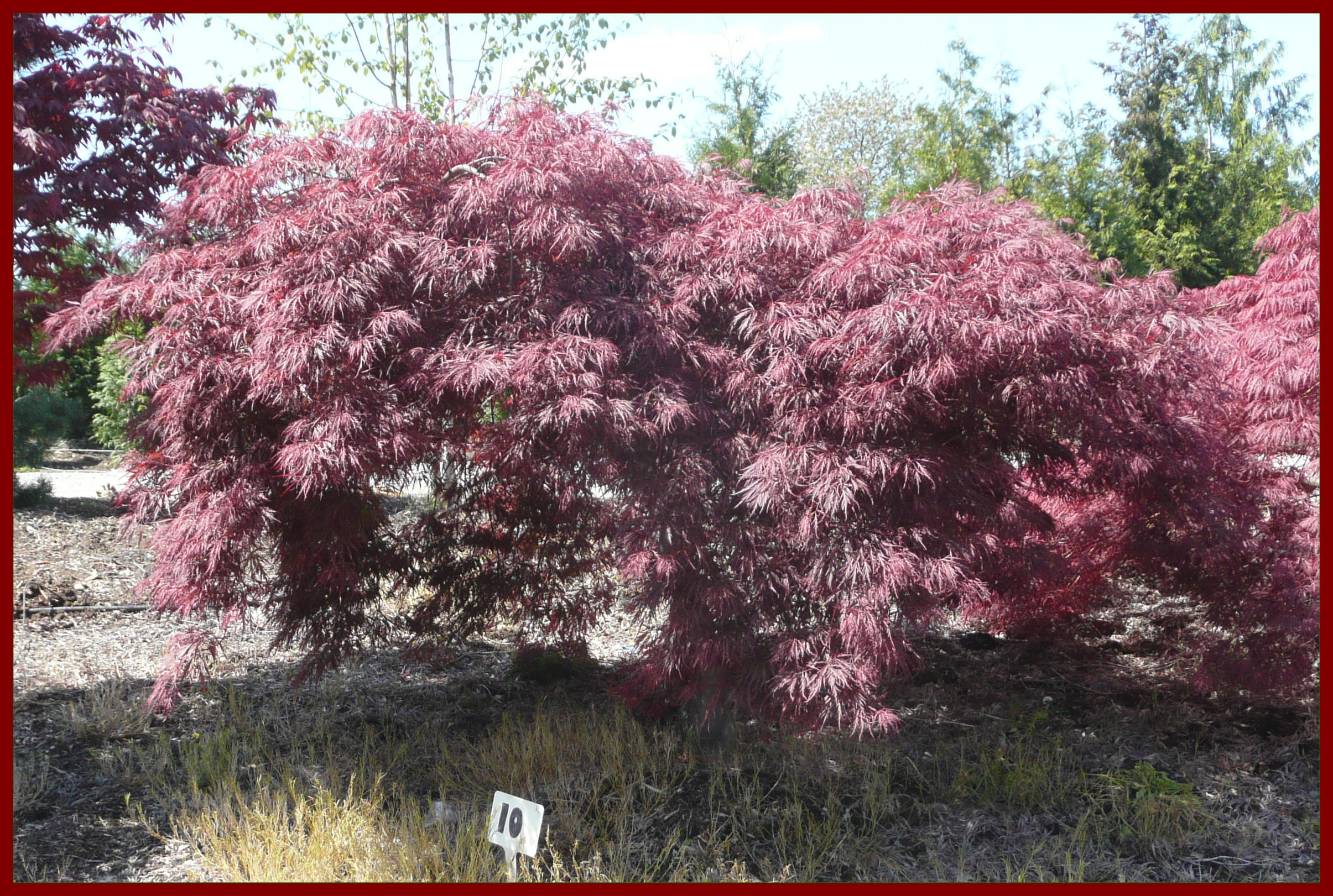 Laceleaf Japanese Maple Trees available in Washington State