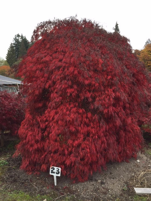 Laceleaf Japanese Maple Trees available in Washington State