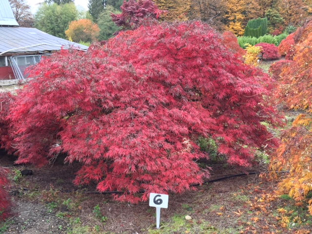 Laceleaf Japanese Maple Trees available in Washington State