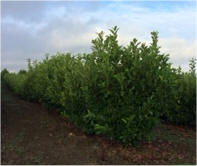 Laurel available in Washington State