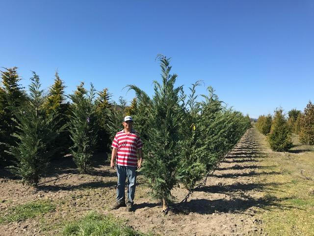 Leyland Cypress trees available in Washington State_We Deliver and Plant