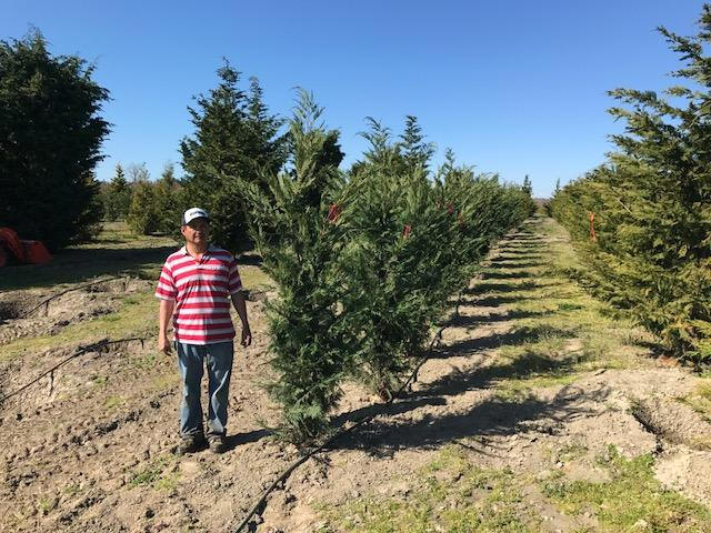 Leyland Cypress trees available in Washington State_We Deliver and Plant