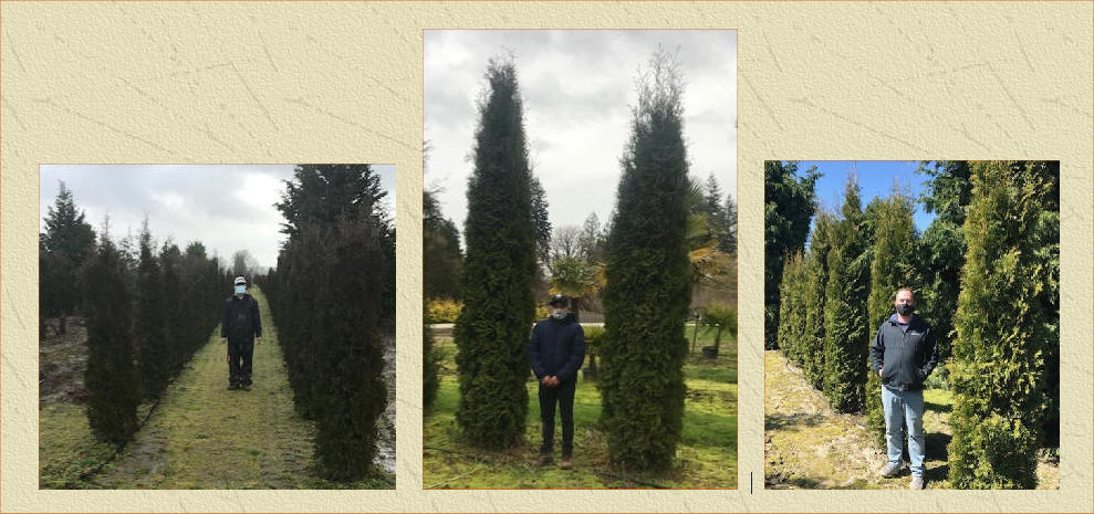 Thin Man Arborvitae Trees available in Washington State