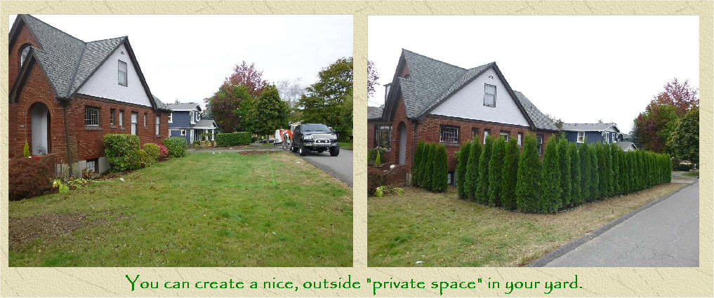 Emerald Green Arborvitae project