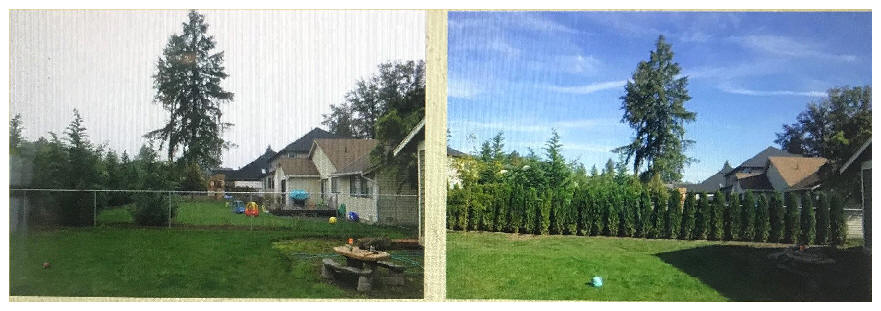 Emerald Green Arborvitae privacy trees