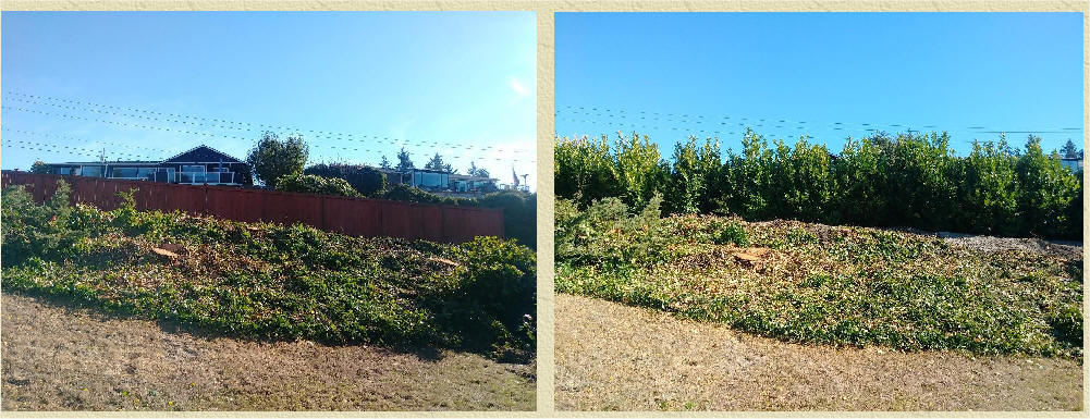 English Laurel before and after