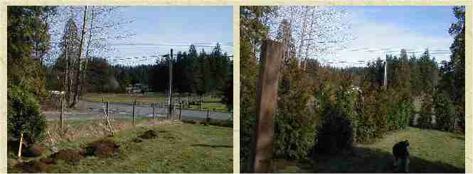 Smaller Excelsa Cedar before and after