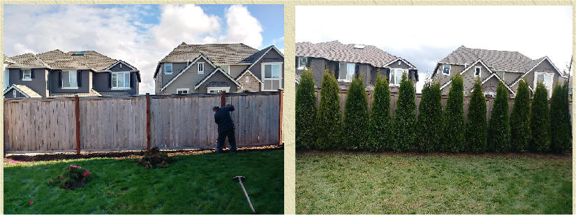 Arborvitae before and after