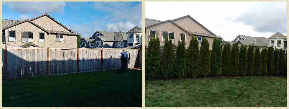 Arborvitae before and after