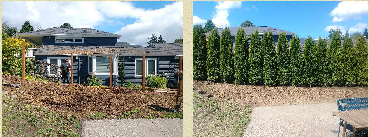 Arborvitae before and after