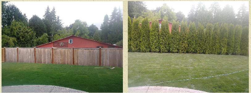 Arborvitae before and after