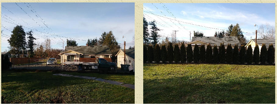 Arborvitae before and after