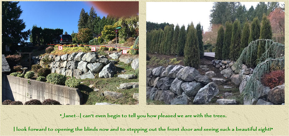 Emerald Green Arborvitae before and after