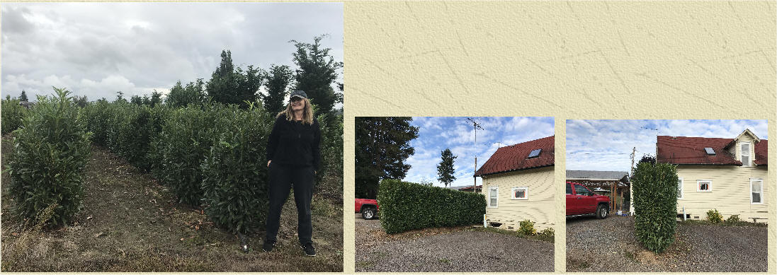 Schipka Laurel before and after